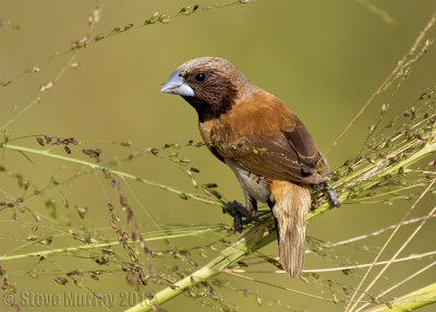 Chestnut-breasted Mannikin (Lonchura castaneothorax)