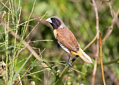 Chestnut-breasted Mannikin (Lonchura castaneothorax)