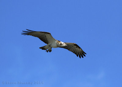 Osprey (Pandion haliaetus cristatus)