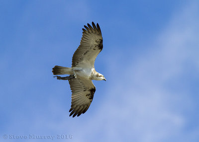 Osprey (Pandion haliaetus cristatus)