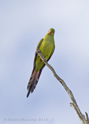 Regent Parrot (Polytelis anthopeplus)
