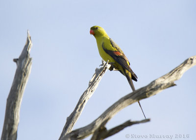 Regent Parrot (Polytelis anthopeplus)