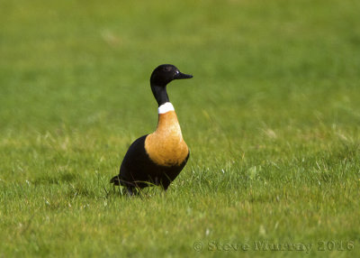 Australian Shelduck (Tadorna tadornoides)