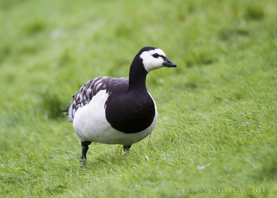 Barnacle Goose