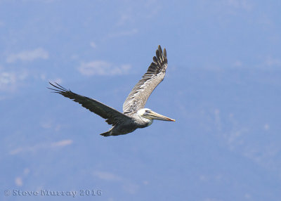 Brown Pelican (Pelecanus occidentalis californicus)