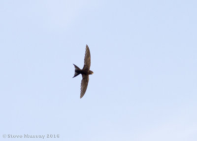 Common Swift (Apus apus)