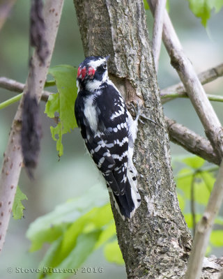 Downy Woodpecker (Dryobates pubescens medianus)