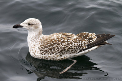 Great Black-backed Gull (Larus marinus)