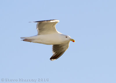 Great Black-backed Gull (Larus marinus)