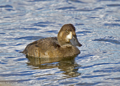 Greater Scaup