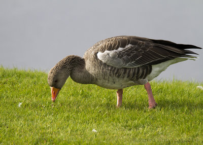 Greylag Goose (Anser anser)