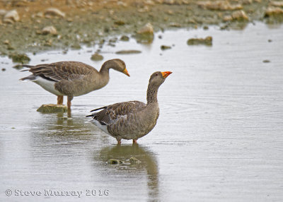 Greylag Goose (Anser anser)