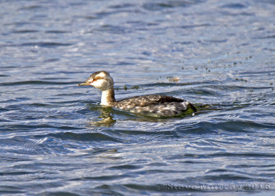 Horned Grebe (Podiceps auritus)