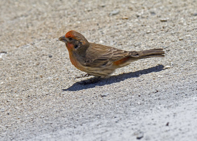 House Finch (Haemorhous mexicanus)