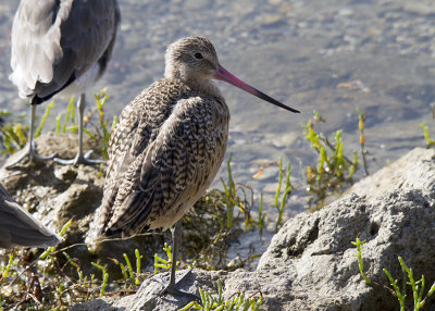 Marbled Godwit (Limosa fedoa)