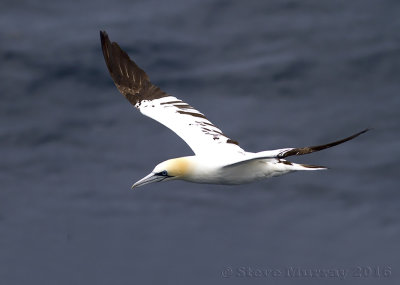 Northern Gannet (Morus bassanus)