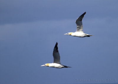 Northern Gannet (Morus bassanus)