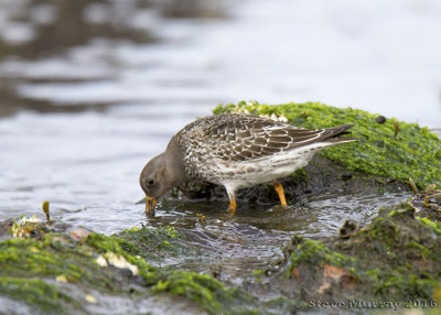 Purple Sandpiper (Calidris maritima)