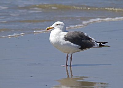 Western Gull (Larus occidentalis)