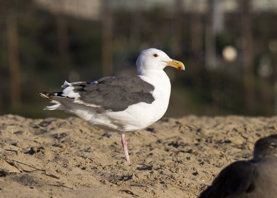 Western Gull (Larus occidentalis)
