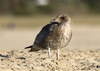 Western Gull (Larus occidentalis)