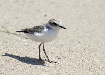 Snowy Plover (Charadrius nivosus)