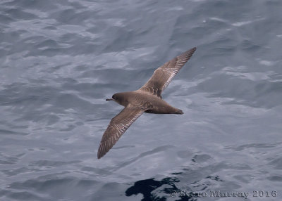 Sooty Shearwater (Ardenna griseus)