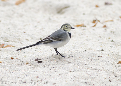 White Wagtail (Motacilla alba alba)