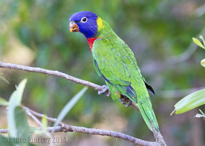 Rainbow Lorikeet (Trichoglossus haematodus)