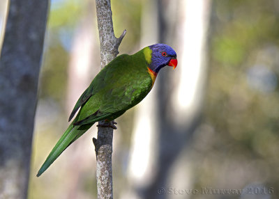 Rainbow Lorikeet (Trichoglossus haematodus)