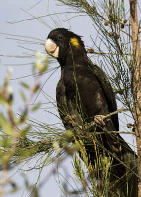 Yellow-tailed Black Cockatoo (Zanda funereus)