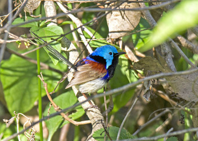 Variegated Fairywren (Malurus lamberti)