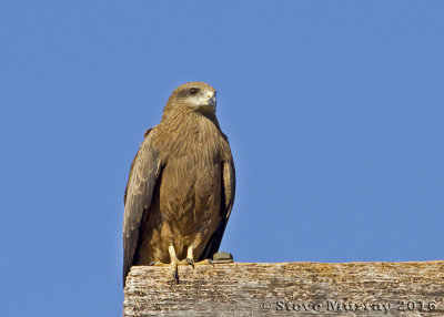 Black Kite (Milvus migrans affinis)