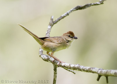 Tawny Grassbird (Megalurus timoriensis alisteri)