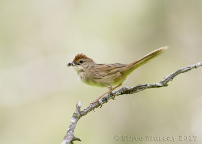 Tawny Grassbird (Megalurus timoriensis)