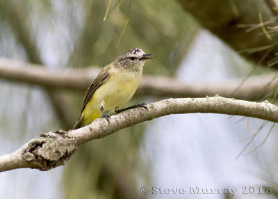 Yellow-rumped Thornbill (Acanthiza chrysorrhoa)
