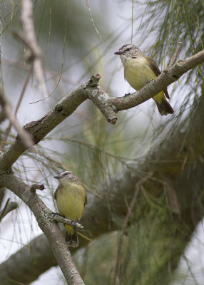 Yellow-rumped Thornbill (Acanthiza chrysorrhoa)