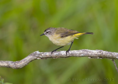 Yellow-rumped Thornbill