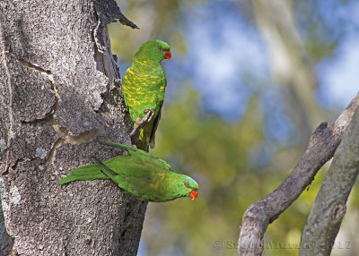 Scaly-breasted Lorikeet (Trichoglossus chlorolepidotus)