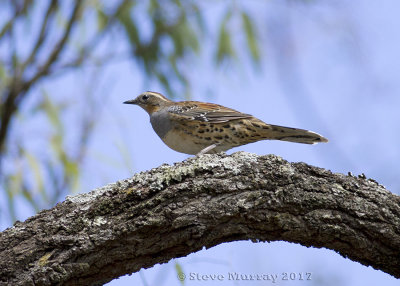 Spotted Quail-thrush (Cinclosoma punctatum)