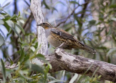 Spotted Quail-thrush