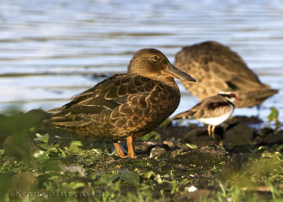 Australasian Shoveler (Spatula rhynchotis)