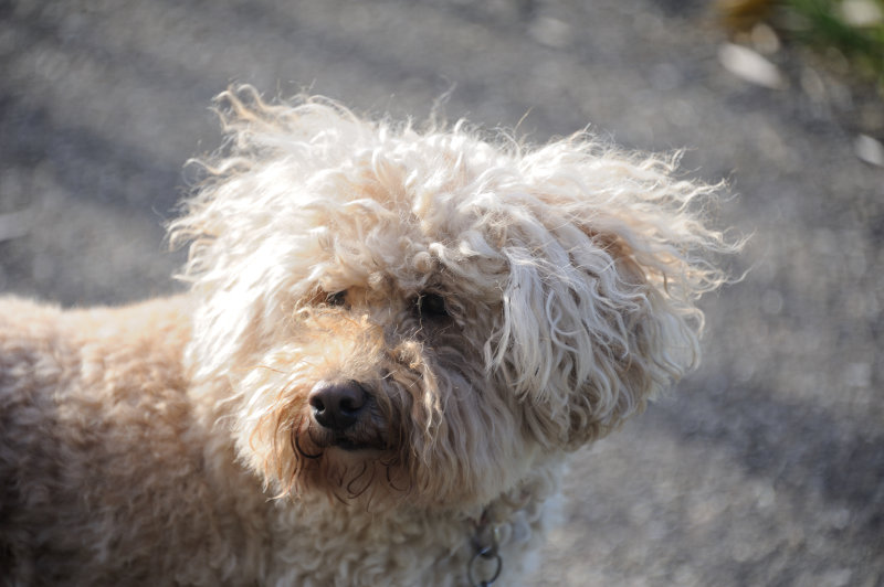 Bogey's honden