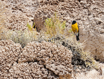 Uyuni_23.JPG