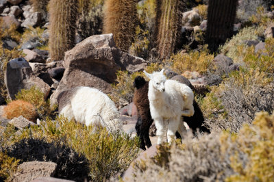 Uyuni_25.JPG