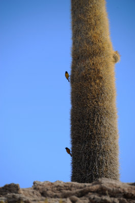 Uyuni_32.JPG
