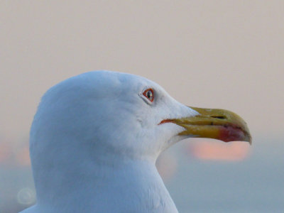P1000760.JPG