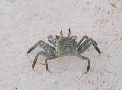 crab2.JPG