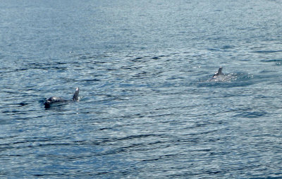 dolphin1.JPG