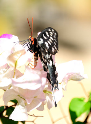 swallowtail butterfly2.JPG